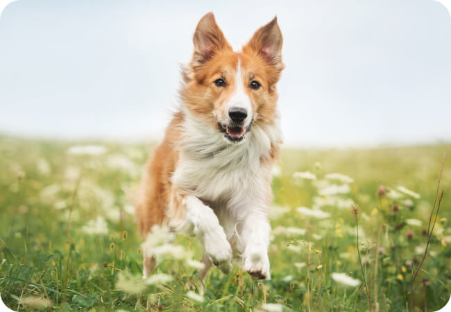 Dog In Field